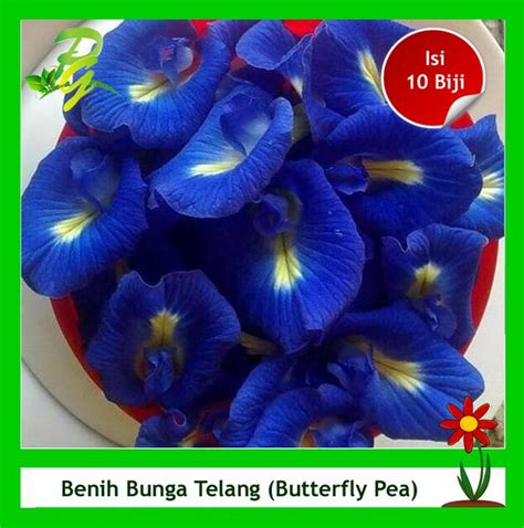 Jual [Isi 10 Biji] Benih Biji Bunga Telang (Butterfly Pea)-Bunga ...