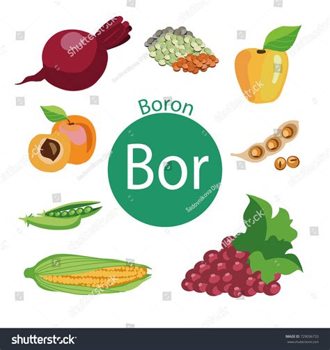 Food Rich Boron Healthy Food Series Stock Vector (Royalty Free ...