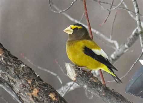 Photo of male grosbeak