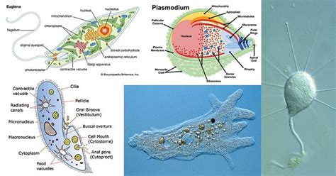 Protozoa- Definition, Characteristics, Classification, Examples