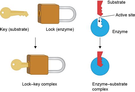 Enzymes And Substrates Examples