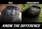 Monkey With Rizz | Know Your Meme