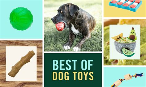 The Best Dog Toys, According to Chewy Shoppers | BeChewy