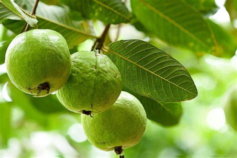 Feeding Guava Trees - How And When To Fertilize Guava Trees | Gardening ...