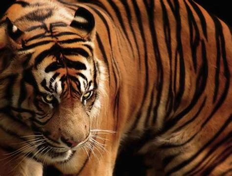 Javan Tiger Facts | Extinct Tiger Species