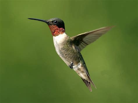 Hummingbird | Animal Wildlife