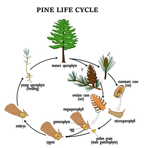 Pinophyta Life Cycle