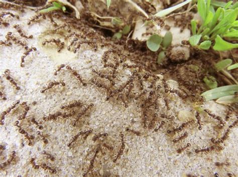 Pavement Ants - Identification, Pictures, Habitat, Removal