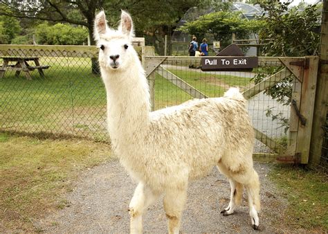 farm LLAMAS | Llama Oaklawn Farm Zoo Nova Scotia | Zoo, Animals, Farm