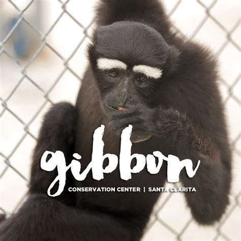 Singing with Gibbons at the Gibbon Conservation Center