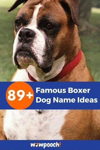 89+ Remarkable Famous Boxer Dog Name Ideas - WowPooch