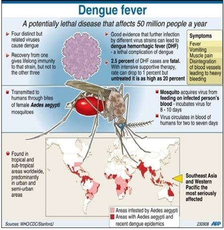 Dengue Fever Facts - Douglas Shire Council