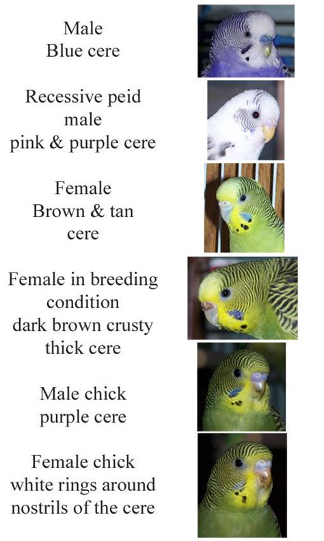 Talk Budgies - PhotoPlog - Sexing Budgies | Pet birds, Budgies, Budgie ...