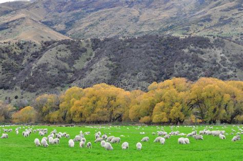 Sheep Farm in New Zealand stock photo. Image of pacific - 25537632