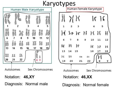 Diagram Of Karyotype