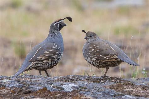 7 Best Quail Breeds to Raise For Eggs, Meat or Hunting