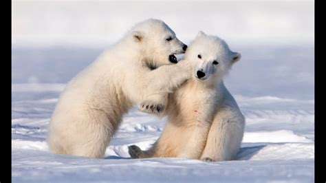 Adorably Cute Polar Bear Cubs Go Sledging! - YouTube