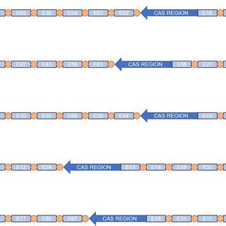 Schematic representation of the spacers’ arrangement in type I–C ...