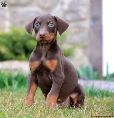 Doberman Pinscher Puppies For Sale | Greenfield Puppies