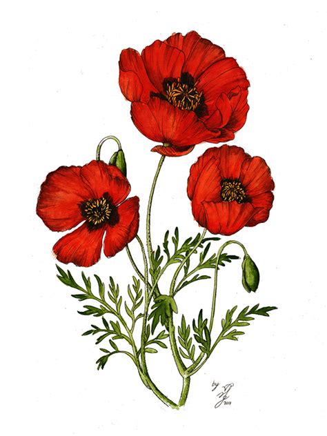 Poppy Flower Drawing at GetDrawings | Free download