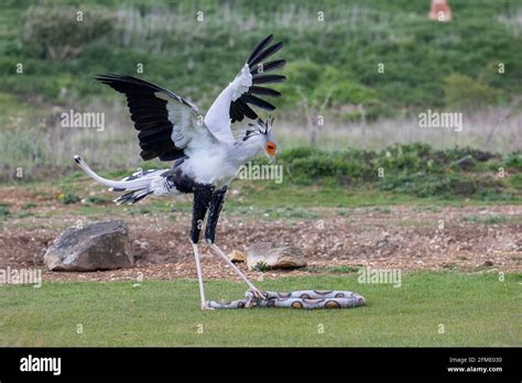 Secretary bird killing a rubber snake at a bird display Stock Photo - Alamy