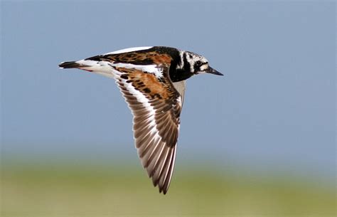 Ruddy Turnstone Facts, Habitat, Migration, Diet, Pictures