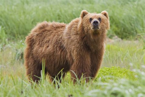 File:2010-kodiak-bear-1.jpg - Wikimedia Commons