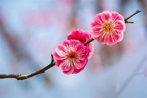 Plum Blossom: The National Flower of China | National Flowers by Country