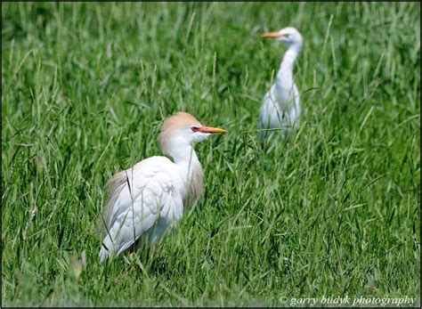 Cattle Egret | Nature Manitoba