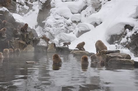 Snow Monkeys in Japan: Ultimate Guide for Visiting Jigokudani Snow ...