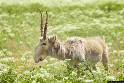 Why The Long Face? Kazakhstan's Saiga Antelope