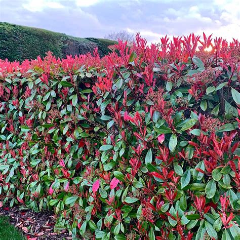 Photinia x fraseri 'Red Robin' | Suttons