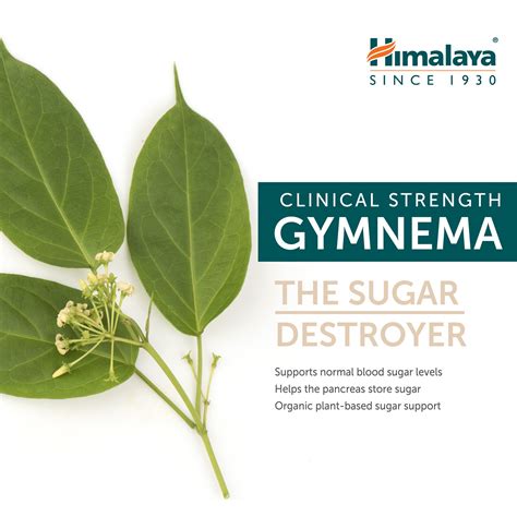 Gymnema - Himalaya Wellness