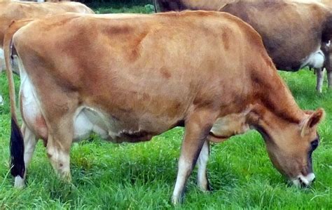 Koleksi Jenis dan Foto Sapi Lengkap Dengan Ciri-cirinya | LAN JALANAN