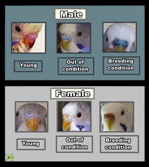 Budgerigar Sexing | Birdszaq