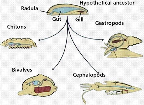 Mollusca Diagram | Mollusca, Zoology, Molluscs