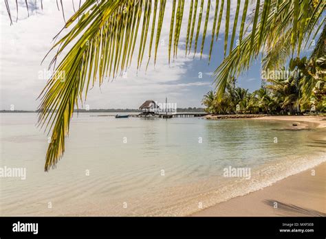 Starfish Beach panama Stock Photo - Alamy