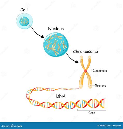 De Gen A Adn Y Cromosoma En La Estructura Celular Secuencia Genómica ...