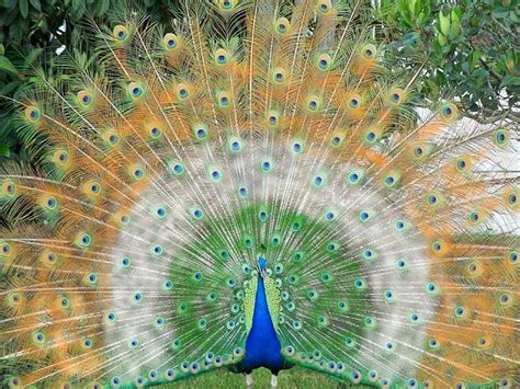 White Peacock Wallpapers - Top Free White Peacock Backgrounds ...