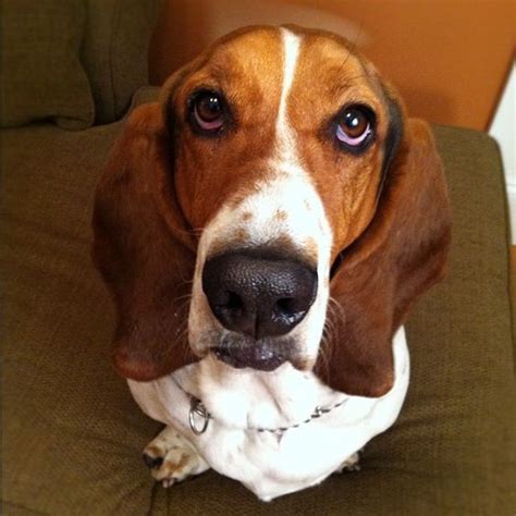 The 16 Funniest Basset Hound Jokes You Should Tell | Basset hound ...