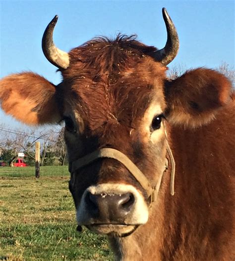 A Jersey Cow Horns - All About Cow Photos