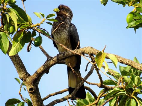 99 Awesome Birds in Uganda To Look For