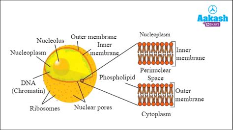 Nuclear Envelope Diagram