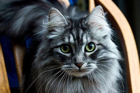 Love Those Siberian Cats Green Eyes ! - Croshka Siberians