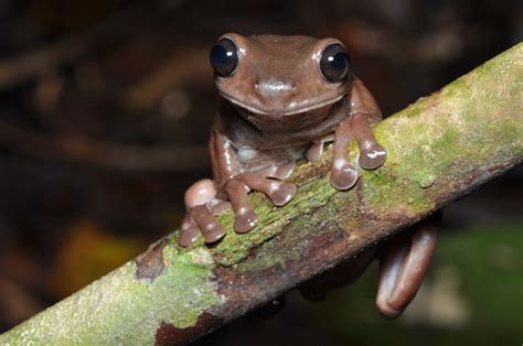 A new chocolate frog reveals ancient links between Australia & New ...