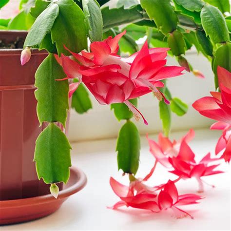 Christmas Cactus Care Tips and Tricks - Indoor Plant Care