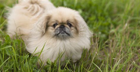 Pekingese Dog Breed Information | Breed Advisor