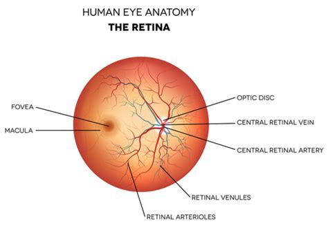 What Does the Retina Do? | How the Retina Allows Us to See