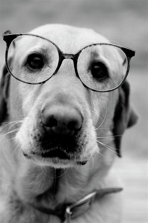 A Dog Wearing Glasses Photograph by Jordan Siemens - Fine Art America