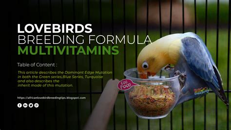 Lovebird Breeding Formula Multivitamin - African Lovebird Mutation